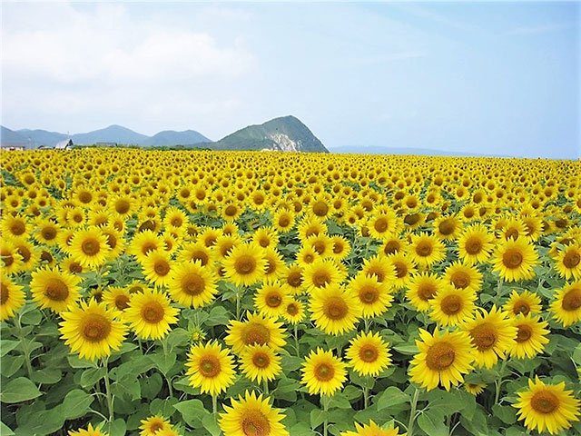 花畑の先に広がるのは真っ青な海