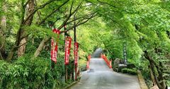 【京都で見るとなぜ格別?】人ごみを避け「青もみじ」巡りへ、五月病も解消!〈東山編〉