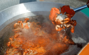 「天城町」に1万円の寄付をするともらえる「徳之島産アサヒガニ【傷あり】1.3kg」