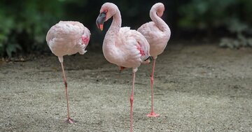 やってはいけない「片足重心」と脚長・美脚効果が得られる「片側重心」!しぐさ・ふるまいだけで見た目マイナス2kgのテクニック!