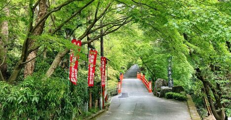 【京都で見るとなぜ格別？】人ごみを避け「青もみじ」巡りへ、五月病も解消！〈東山編〉