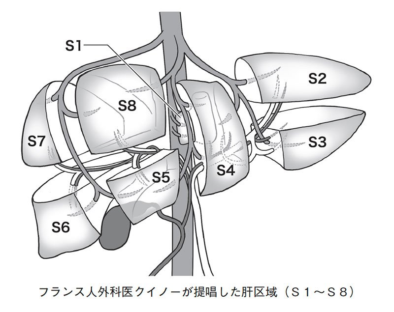 図・フランス人外科医クイノーが提唱した肝区域（S1～S8）