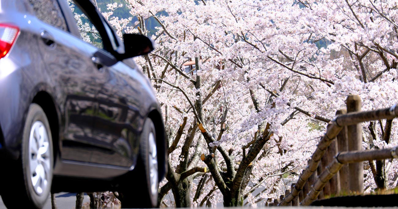 桜の花びらが「クルマの天敵」になる意外なワケ