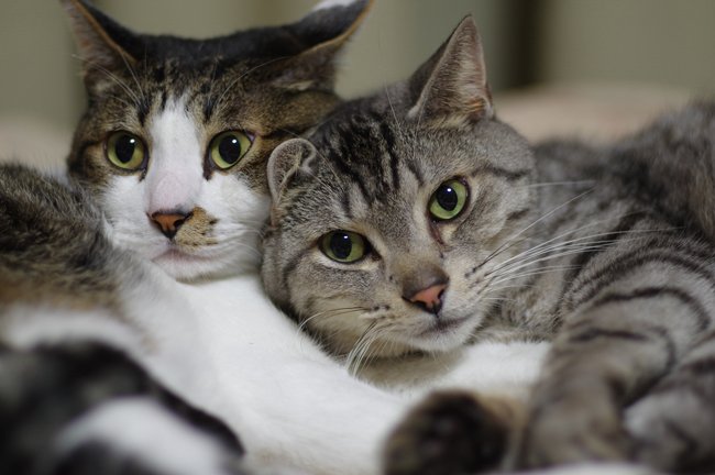 猫を飼うなら 保護猫 をぜひともオススメしたい理由 井の中の宴 武藤弘樹 ダイヤモンド オンライン