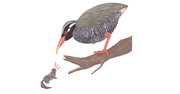 わけあって飛べなくなりました! 希少なヤンバルクイナを守れるか?