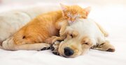 実は多かった…猫と犬を両方飼って「うまくいく家」は何が違う？【大阪大学の研究で判明】