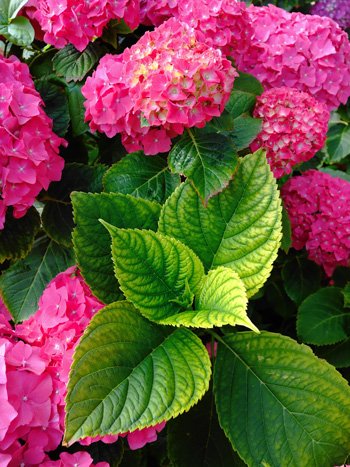 サン・セバスティアンでは、あちらこちらで紫陽花の花が咲いていた。葉の質感やディテールも十分に表現されている Photo by K.O.