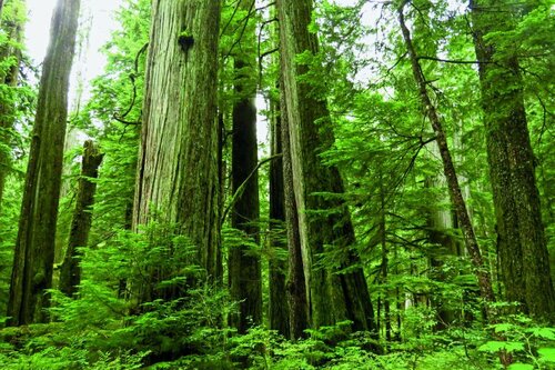 【科学者が語る】地面の下で「子育てする木」のスゴい仕組み