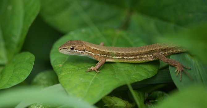 トカゲ は ヒト よりも進化している 若い読者に贈る美しい生物学講義 ダイヤモンド オンライン