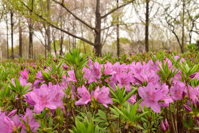 【桜満開】ソウルの「知る人ぞ知るお花見スポット」に行ってみたら、感動が想像以上だった!