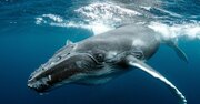 「クジラ」は恨みを忘れない…「重さ1トン」の硬い“尾びれ”や“胸びれ”で「シャチ」を猛烈に攻撃する納得の理由とは？