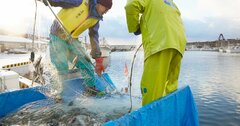 魚が売りづらかったECで突如取引が急増した理由