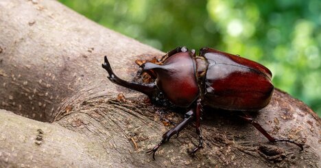 渋谷周辺に多数のカブトムシが…都市でも生き残る「驚きの適応力」とは？