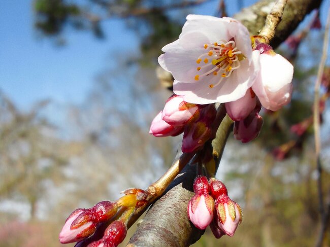 枝垂桜