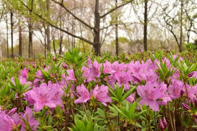 【桜満開】ソウルの「知る人ぞ知るお花見スポット」に行ってみたら、感動が想像以上だった！