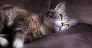 SNSでかわいい動物写真を集めたアカウントをフォローしてはいけない理由