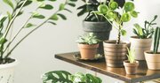 【神様は見ている】その“観葉植物”、実は運を下げているかもしれません