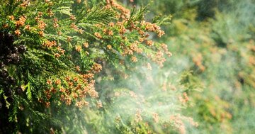 花粉症の救世主?薬剤散布でスギ花粉を激減!「9割の雄花を枯らす」画期的な技術とは