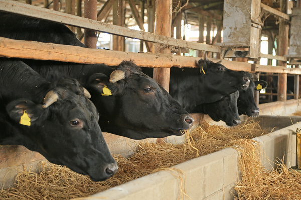 インド人は牛肉をよく食べる。<br />「牛肉輸出量」世界一の理由