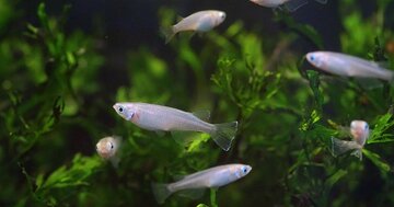 【メダカやイワナなどの謎】湖や川は陸地で隔離されていて、別の湖や川に移動することが難しい。では「淡水魚」はどうやって生息する場所を広げているのか？…知の巨人・ダーウィンが教える