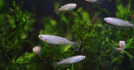 【メダカやイワナなどの謎】湖や川は陸地で隔離されていて、別の湖や川に移動することが難しい。では「淡水魚」はどうやって生息する場所を広げているのか？…知の巨人・ダーウィンが教える