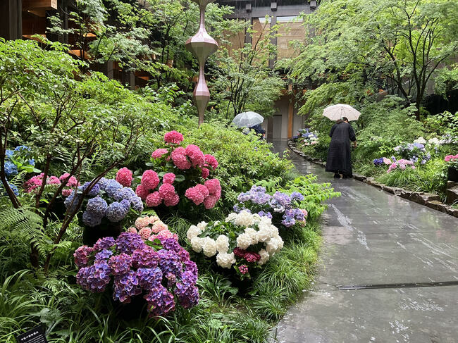 新風館(中京区)で見られる紫陽花のインスタレーション