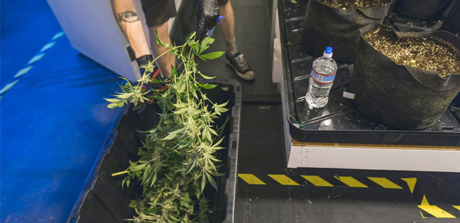 栽培される大麻