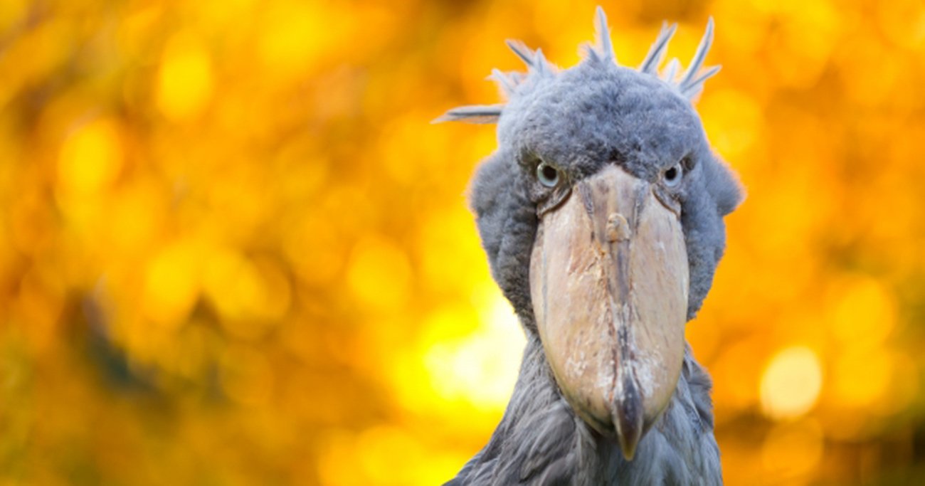 世界のユニークな鳥たち選 極彩色 飛べない 擬態する 地球の歩き方ニュース レポート ダイヤモンド オンライン