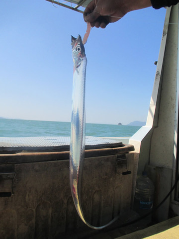熊本発のブランド魚「田浦銀太刀」はいかに無名時代を乗り越え“スター”になったか