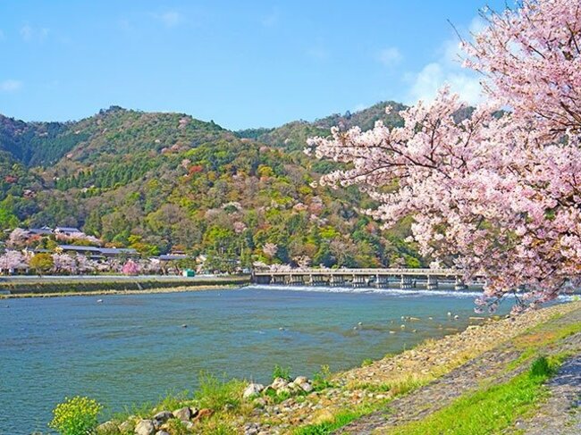 嵐山のシンボル、渡月橋。約1500本の桜がピンク色に染まる