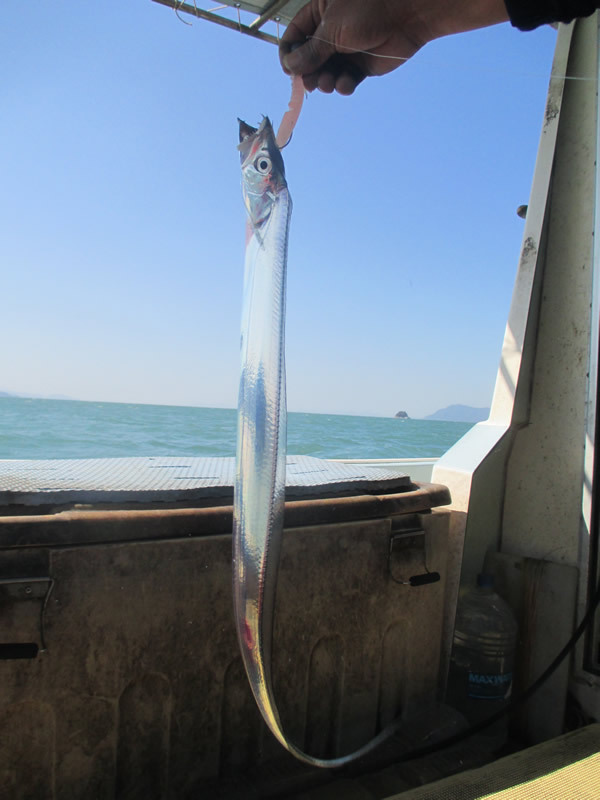 熊本発のブランド魚 田浦銀太刀 はいかに無名時代を乗り越え スター になったか 魚食王国ニッポン 元気をつくる 浜のめし 池田陽子 ダイヤモンド オンライン