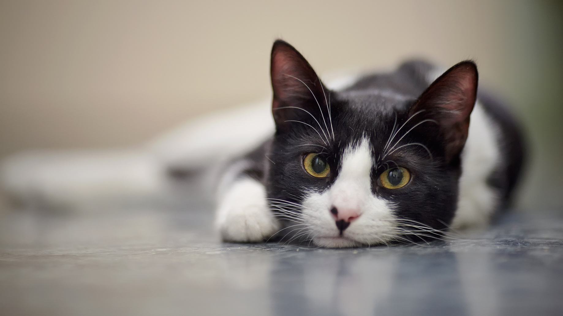 フランスでベストセラー!世界22ヵ国で翻訳!猫が飼い主をじっと見つめてくる時には、何を言おうとしているのか?