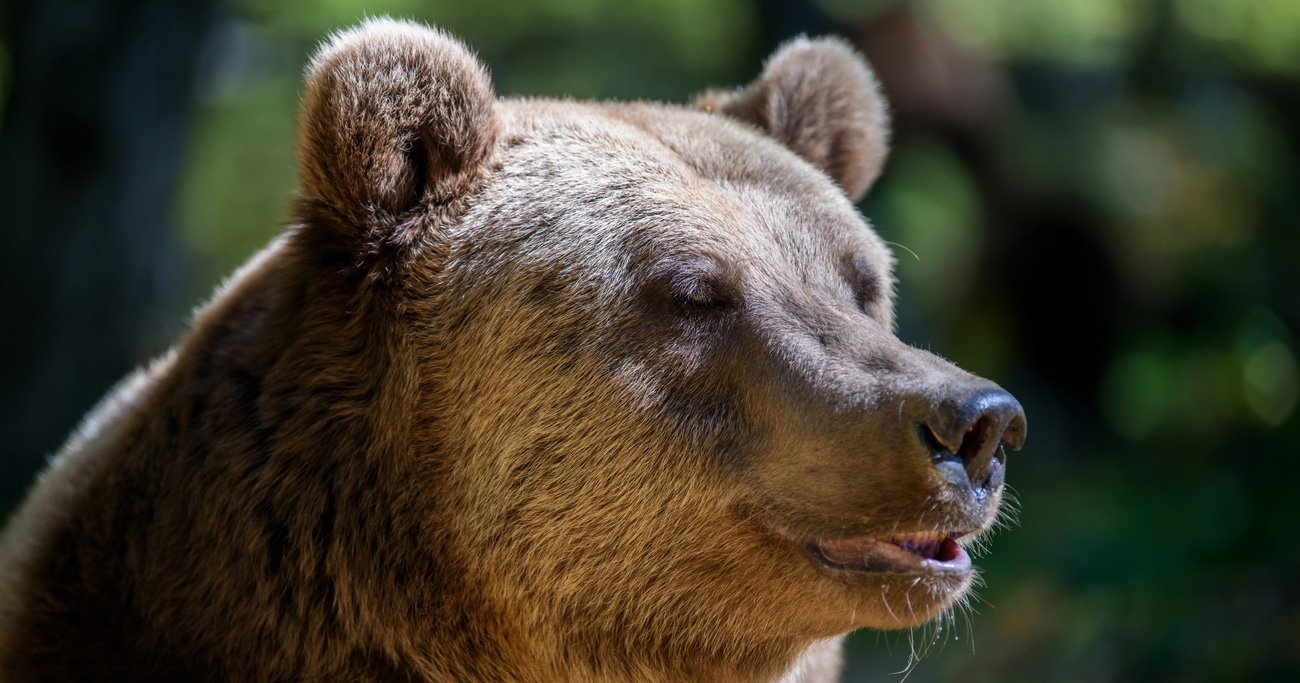 数字で納得!クマ「頭数」が増え「生息域」が拡大している、意外な県・地域の実名