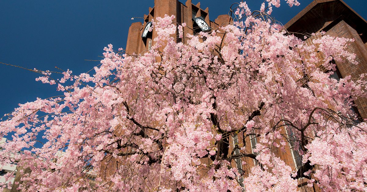 東大の桜