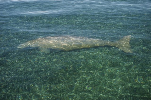 西オーストラリア州のユニークな動物たち17種 コアラからエリマキトカゲまで 地球の歩き方ニュース レポート ダイヤモンド オンライン
