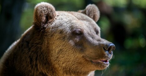 クマ「頭数」が増え「生息域」が拡大している、意外な県・地域の実名【数字で納得！】