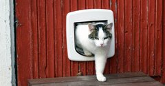 科学者ニュートンが「猫用のドアを発明した」という伝説の驚くべき真実