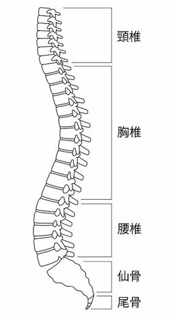 図：背骨の構造