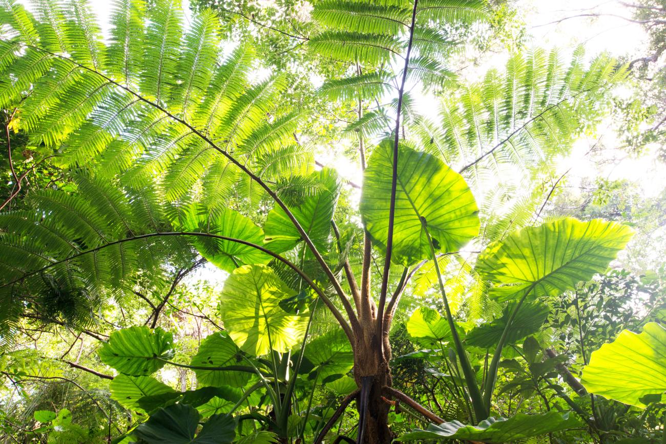 海だけじゃない…「森」と「食」で進化する沖縄、富裕層を惹きつける驚きの新潮流
