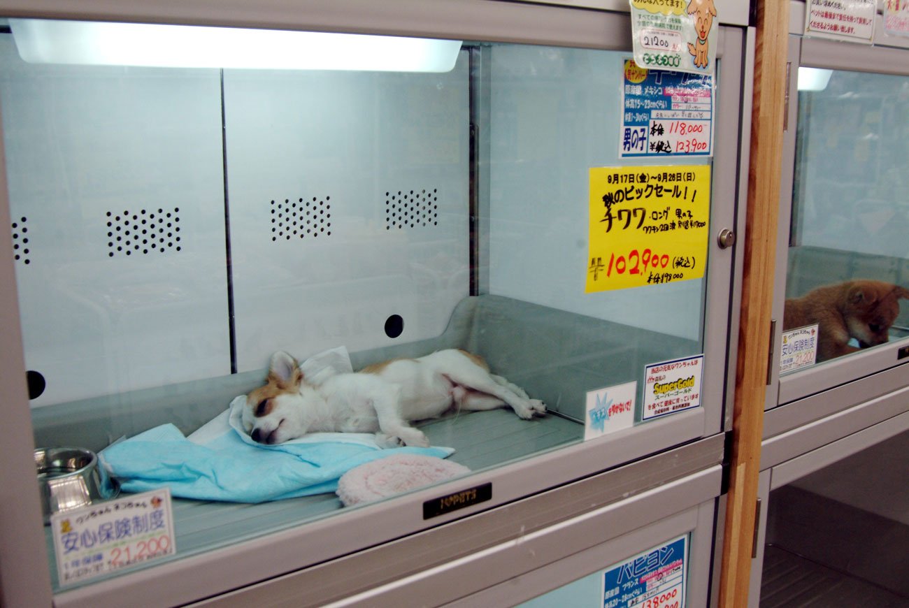 ペットショップで売られている犬