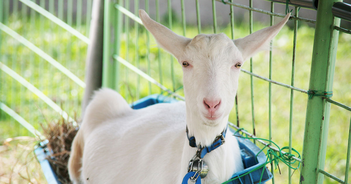 「この会社はヤギを飼っているのか？」紙まみれから「過去最高」売上！スタッフ全員に○○で生産性5倍！地方2社大躍進の秘密