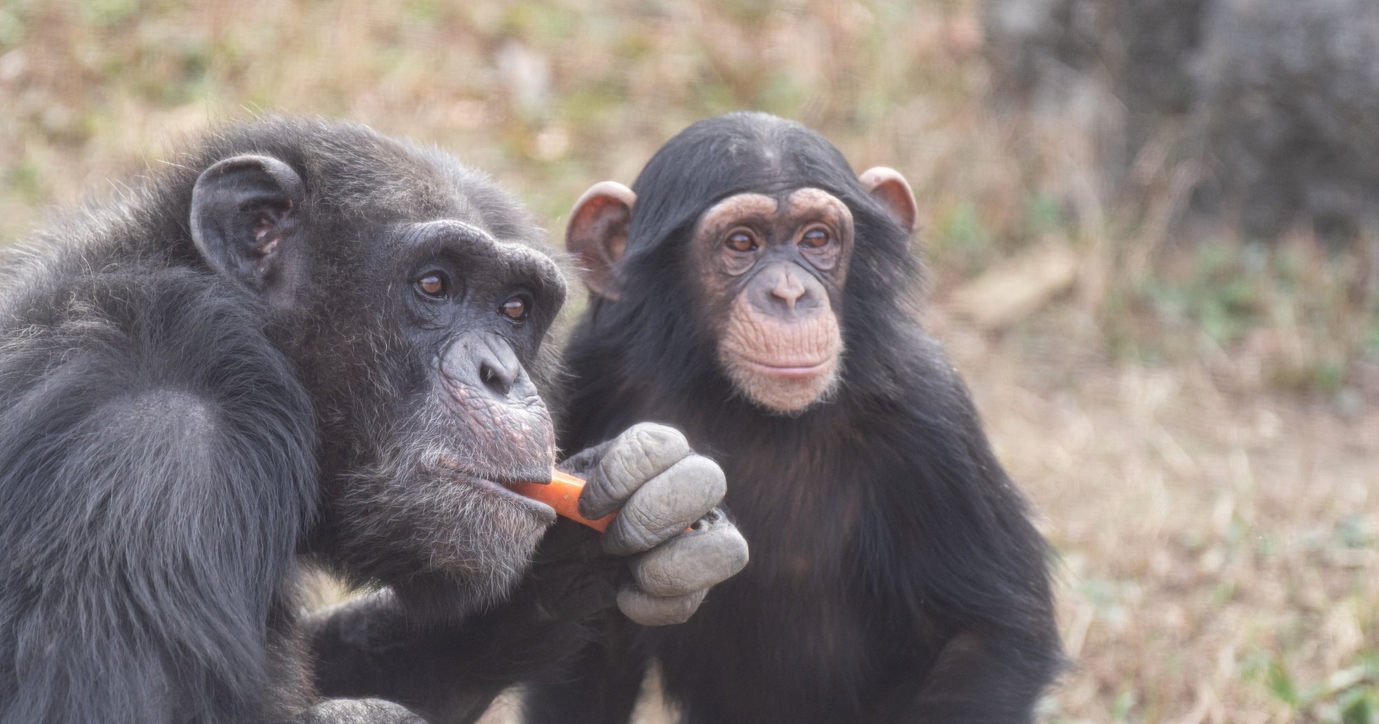 怪我や病気を自分で治す動物がいる！新薬発見につながる「驚きの行動」とは？