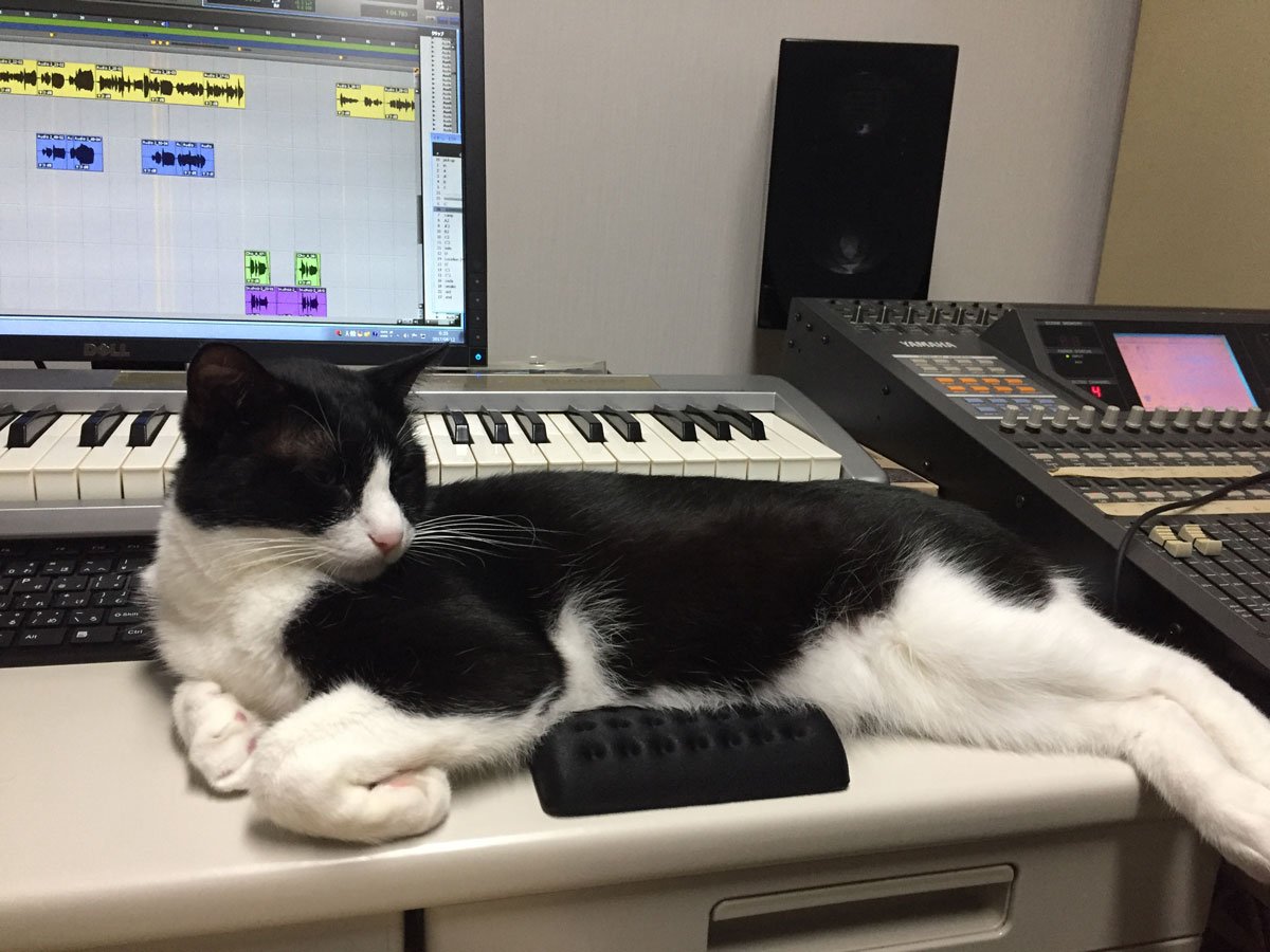 筆者の愛猫。作業中、存在感を示そうとマウスパッドを封鎖する