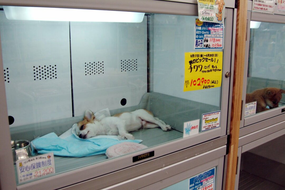 ペットショップで売られている犬