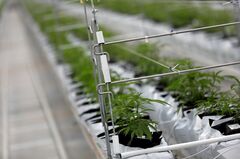 レディットに集う個人投資家、大麻関連株に次の照準