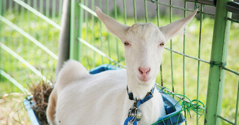 「この会社はヤギを飼っているのか？」紙まみれから「過去最高」売上！スタッフ全員に○○で生産性5倍！地方2社大躍進の秘密