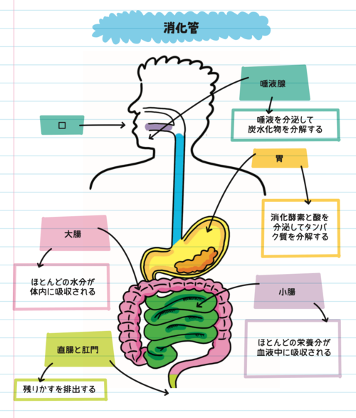 消化管のイラスト。
唾液腺：唾液を分泌して炭水化物を分解する
胃：消化酵素と酸を分泌してタンパク質を分解する
小腸：ほとんどの栄養分が血液中に吸収される
大腸：ほとんどの水分が体内に吸収される
直腸と肛門：残りかすを排出する