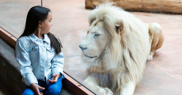 ライオンを見る子ども