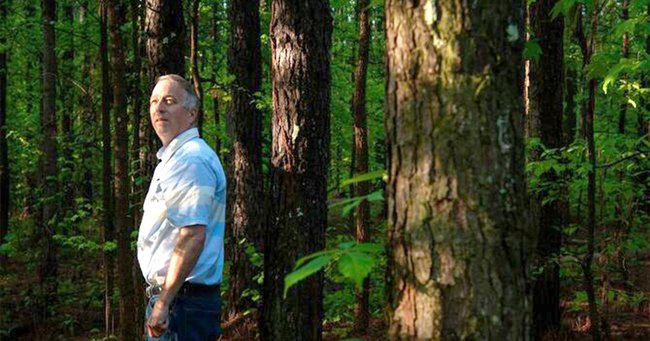 ミシシッピ州コイラにキース・マクダニエル氏が所有するテーダマツの森林。マクダニエル氏は今年、ミシシッピ州に所有する森林を伐採しないことでカーボンオフセットを販売した