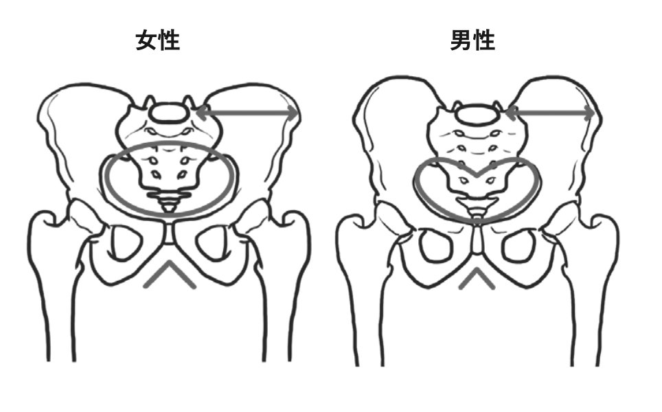 骨盤の上のほうの入口は、女性のほうが左右に広い楕円形になっているのに対し、男性は左右に狭いハート形になっています